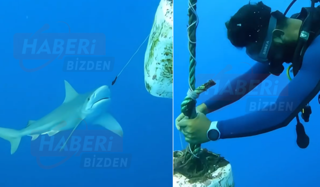 Antalya'da Oltaya Takılan Köpek Balığı Dalgıçların Müdahalesiyle Kurtuldu