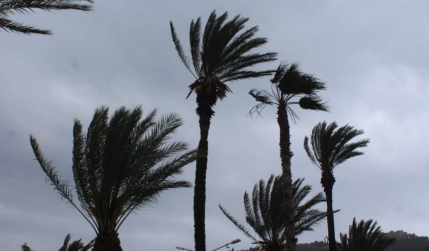 Üzerine Palmiye Ağacı Düşen Turist Yaralandı