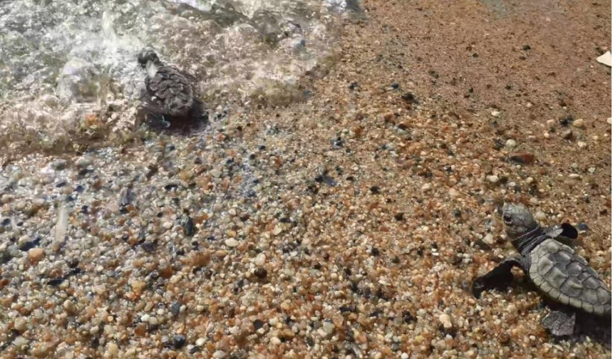 Deniz Kaplumbağaları Alanya Sahillerinde Yumurtlamaya Başladı