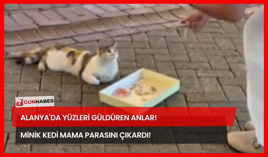 Alanya'da Yüzleri Güldüren Anlar! Minik Kedi Mama Parasını Çıkardı!