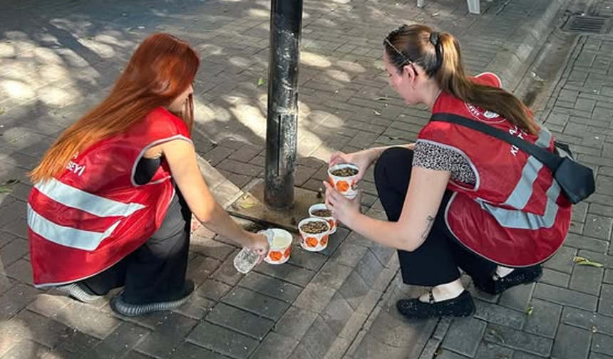 Alanya Kent Konseyi'nden Sokak Hayvanları İçin Anlamlı Etkinlik