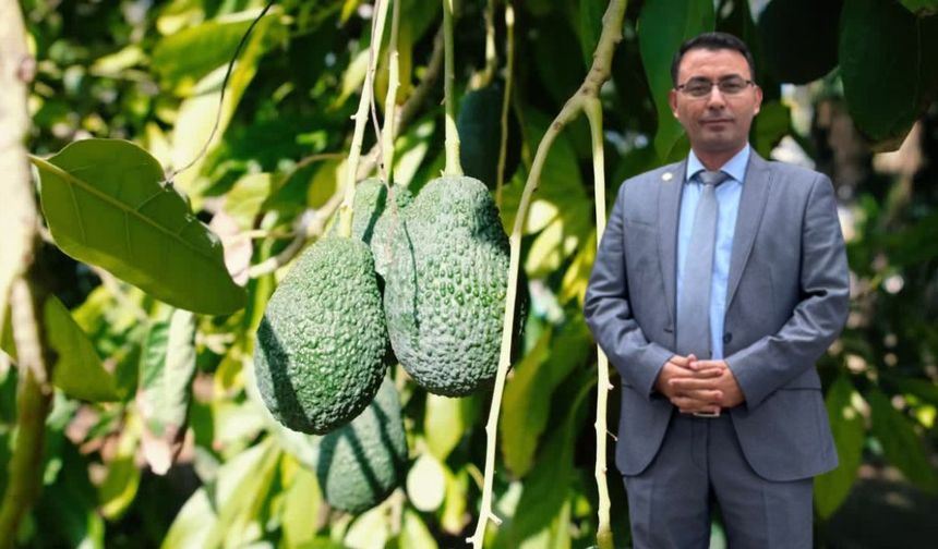 Alanya'da Avokado Artık Kiloyla Satılacak