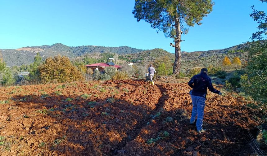 Ata Tohumları Gazipaşa’da Geleceğe Taşınıyor